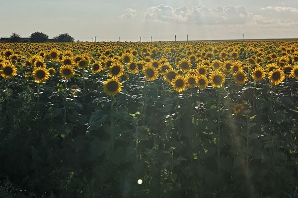 Did you know sunflower even grows in Transylvania?