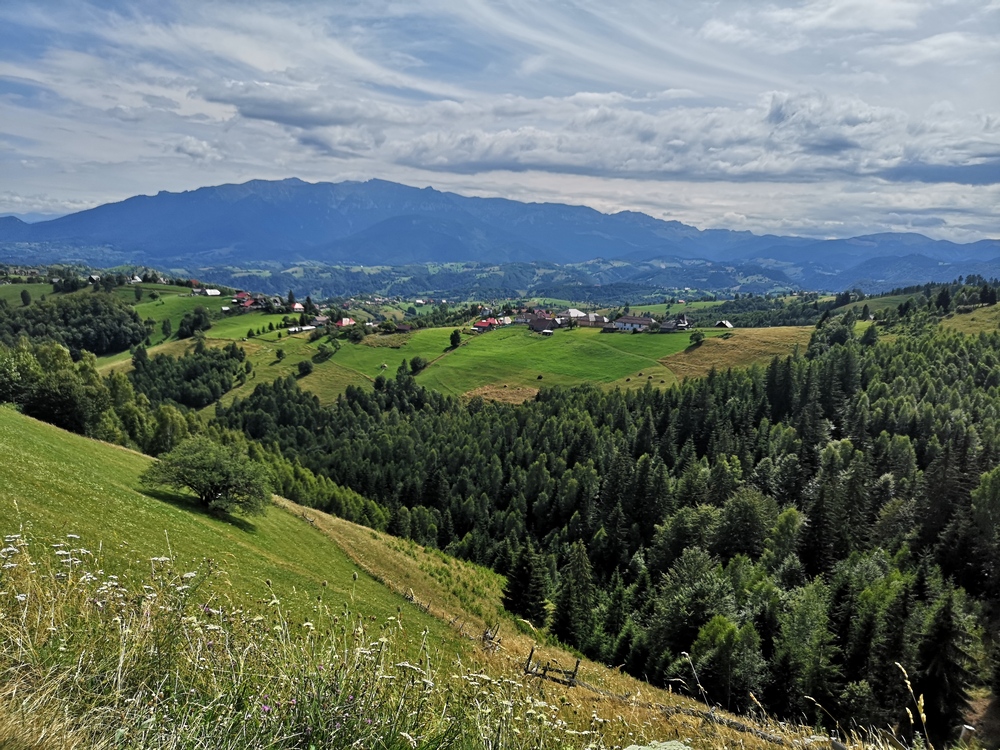 Wildflowers in the Carpathian hills